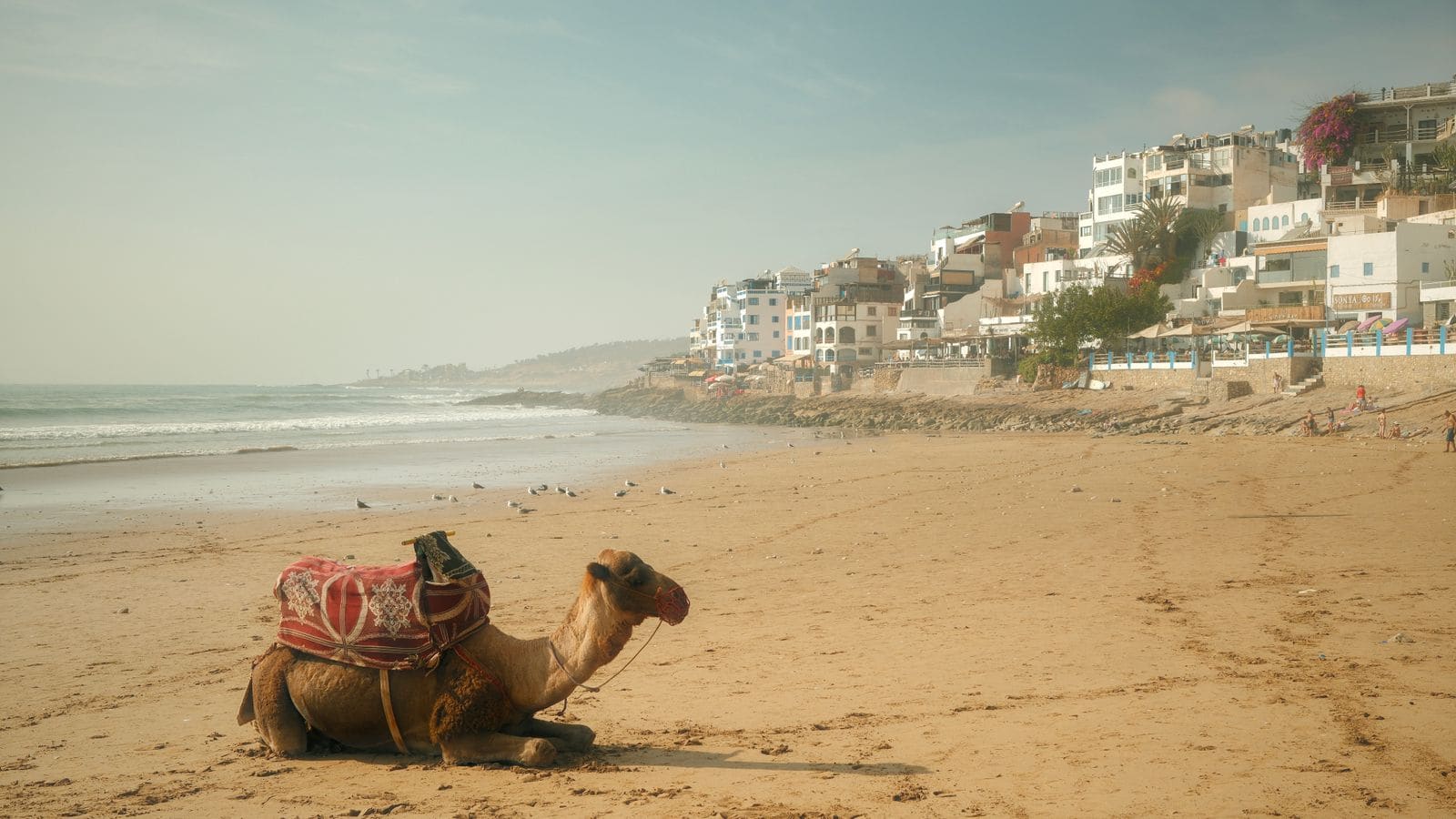 Kamel am Strand von Taghazout an der marokkanischen Atlantikküste